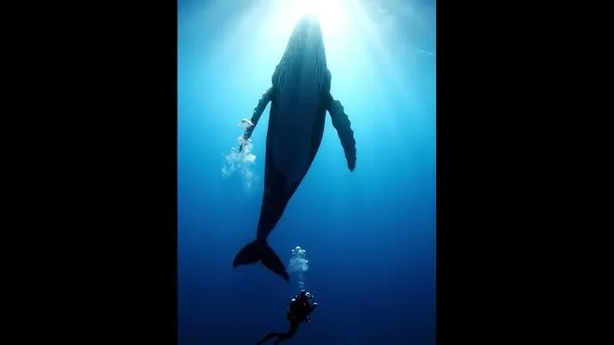 丰满农村熟女大码 - 深蓝星球：探索海洋深处的未知世界